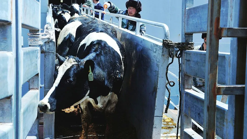 Ship Cattle Suffering