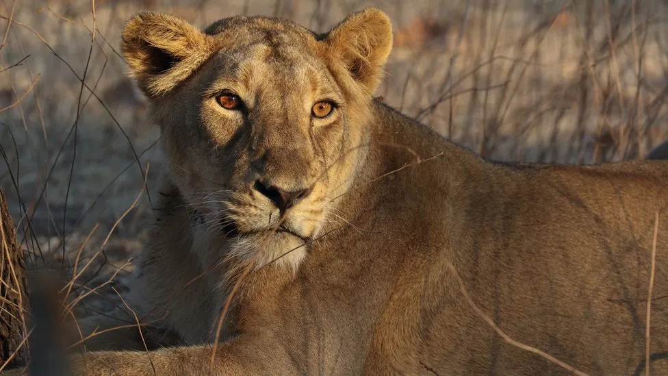 Controversy at Indian Zoo Over Lion Names