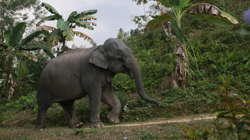 Bangladesh’s Elephant Adoption Ban