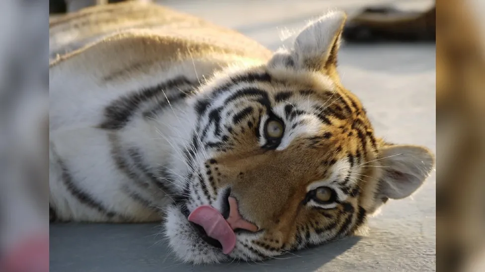 End of an Era: Lajuka the Bengal Tiger Passes Away