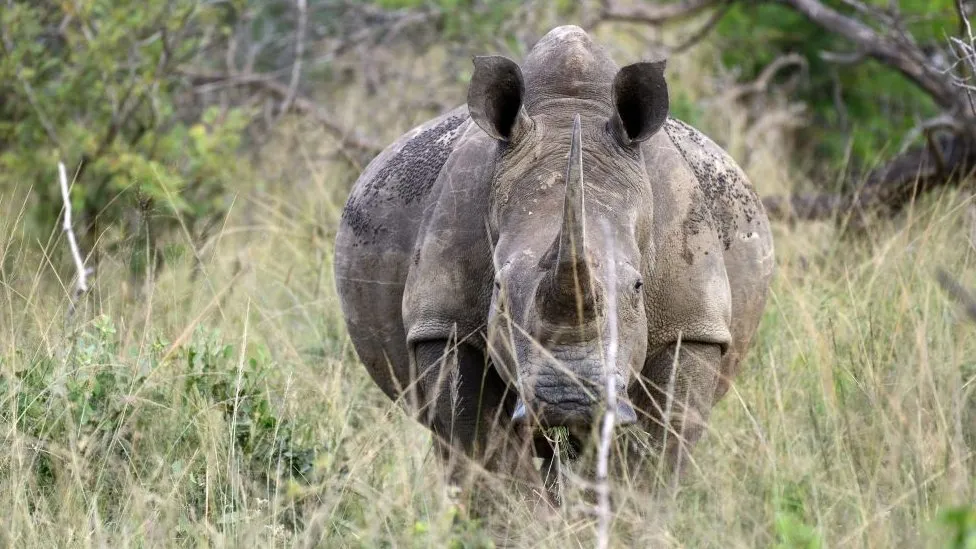 Short title: Rhino Poaching Soars in South Africa