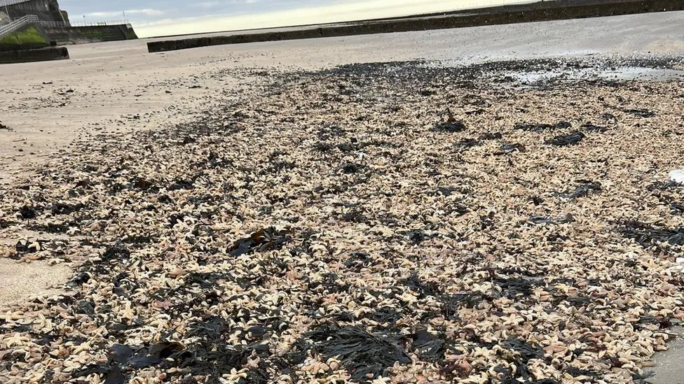 Margate’s Mysterious Dead Starfish