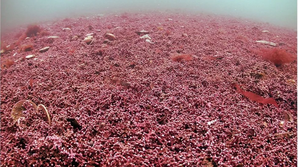 Ancient Seaweed Bed Uncovered